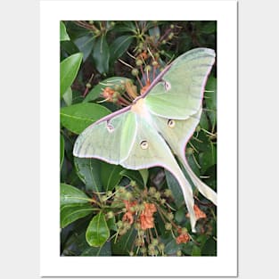 Luna moth Posters and Art